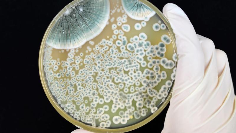 Bezpieczne stosowanie penicyliny