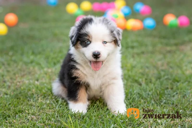 Jak najlepiej zadbać o szczeniaki po porodzie – praktyczny przewodnik dla właścicieli