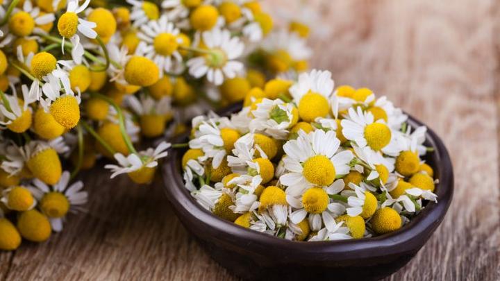 Bezpieczeństwo rumianku w laktacji