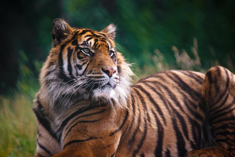 Hybrydyzacja a biologia rozrodu