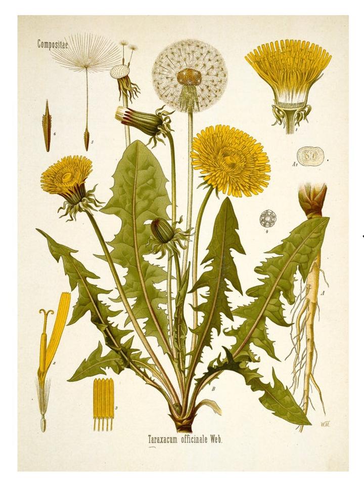 Jak wprowadzić mniszek lekarski do diety