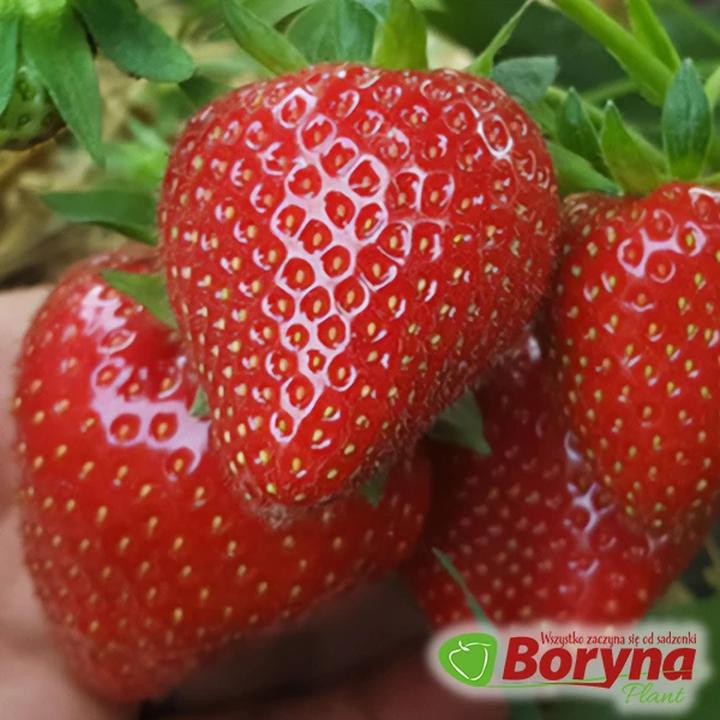 Korzyści zdrowotne dla mam karmiących