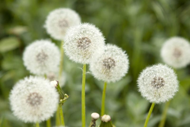 Korzyści zdrowotne mniszka lekarskiego