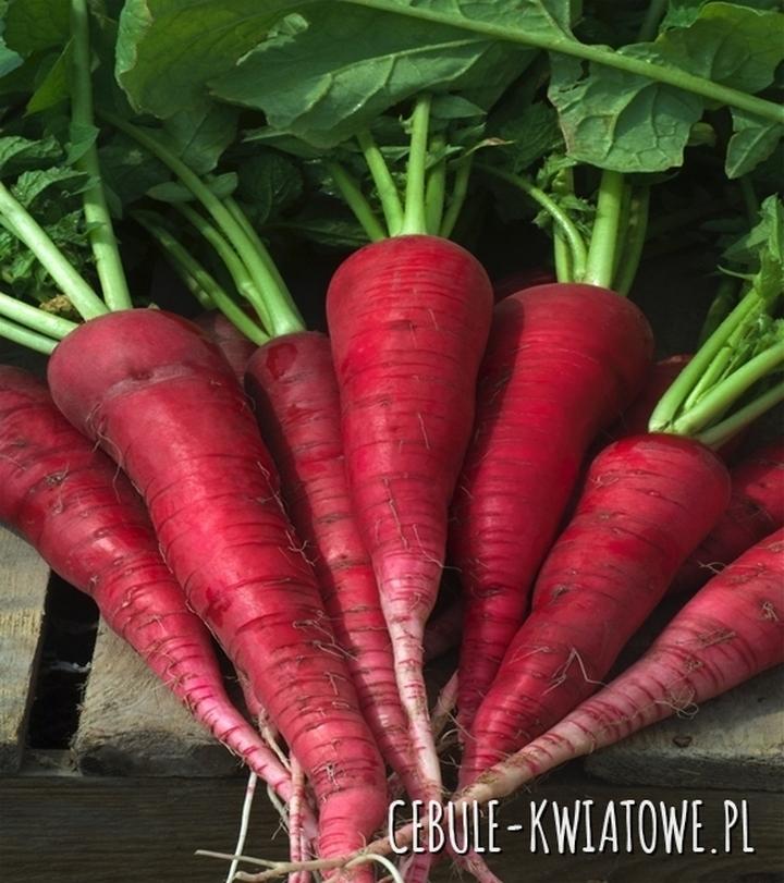 Korzyści zdrowotne rzodkiewki