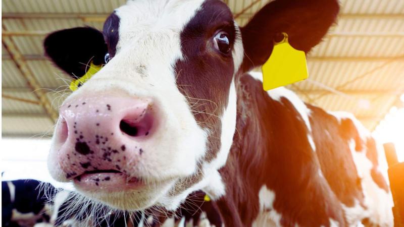 Mity o płodności zwierząt