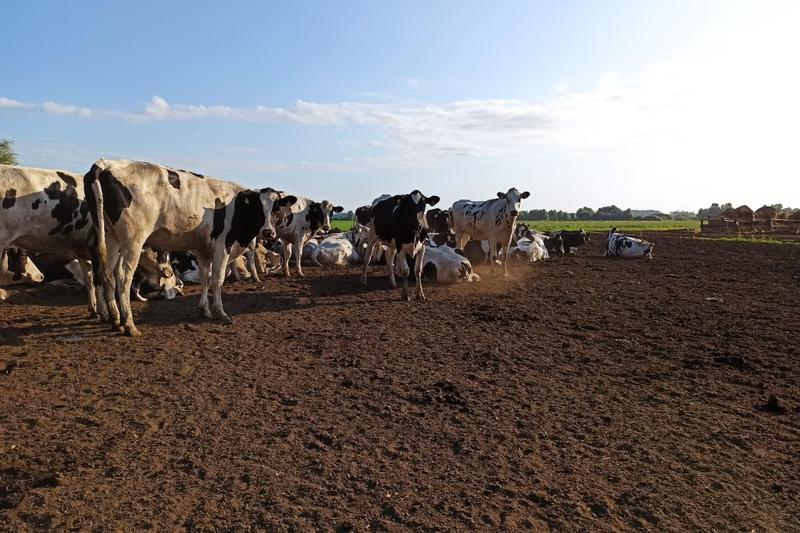 Prawo selekcji płci w Polsce