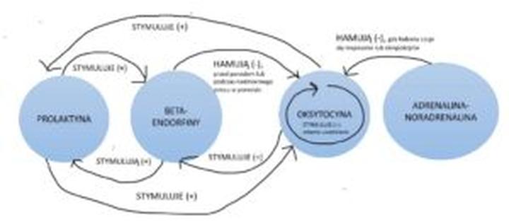 Zmiany hormonalne po porodzie