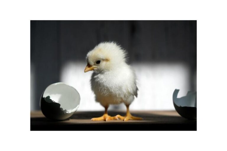 Czy rzeczywiście można zajść w ciążę z koniem? Odpowiadamy na kontrowersyjne pytanie!