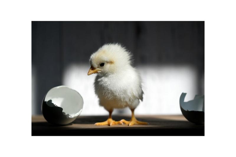 Czy rzeczywiście można zajść w ciążę z koniem? Odpowiadamy na kontrowersyjne pytanie!