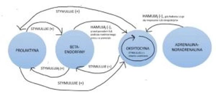 Jak długo trwa zmiana hormonów po porodzie? Odkryj tajemnice tego okresu.