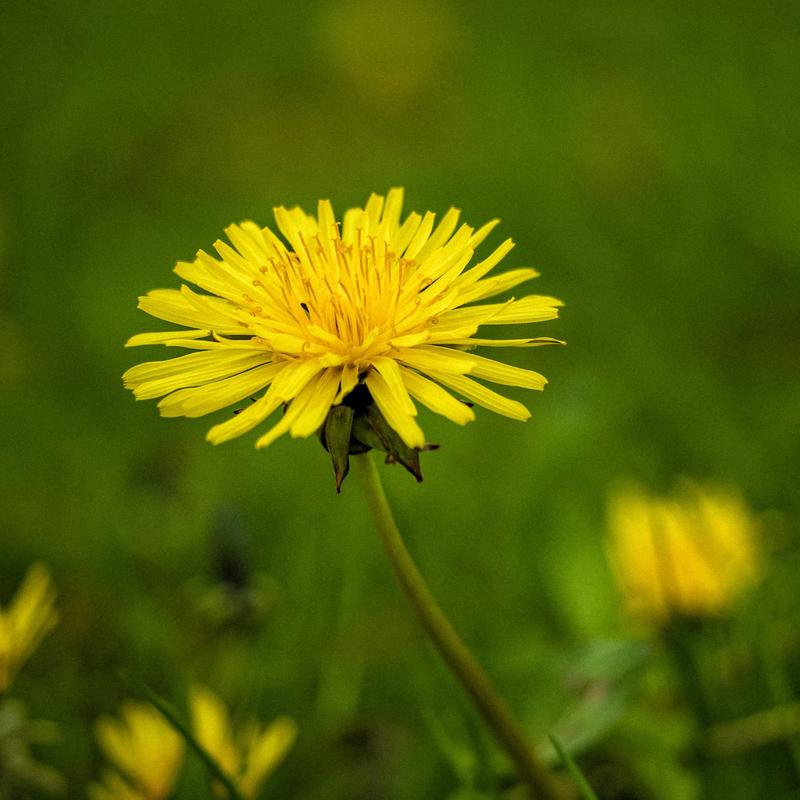 Mniszek lekarski w diecie matki karmiącej – korzyści i wskazówki