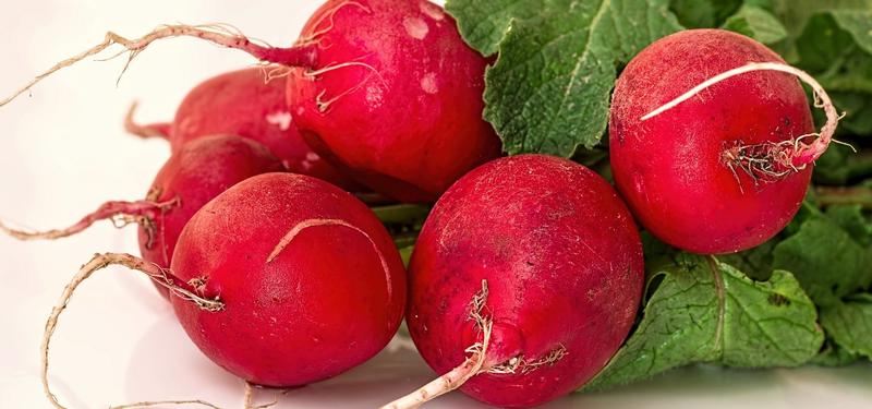 Rzodkiewka w ciąży – zdrowe dodatki do diety przyszłej mamy?