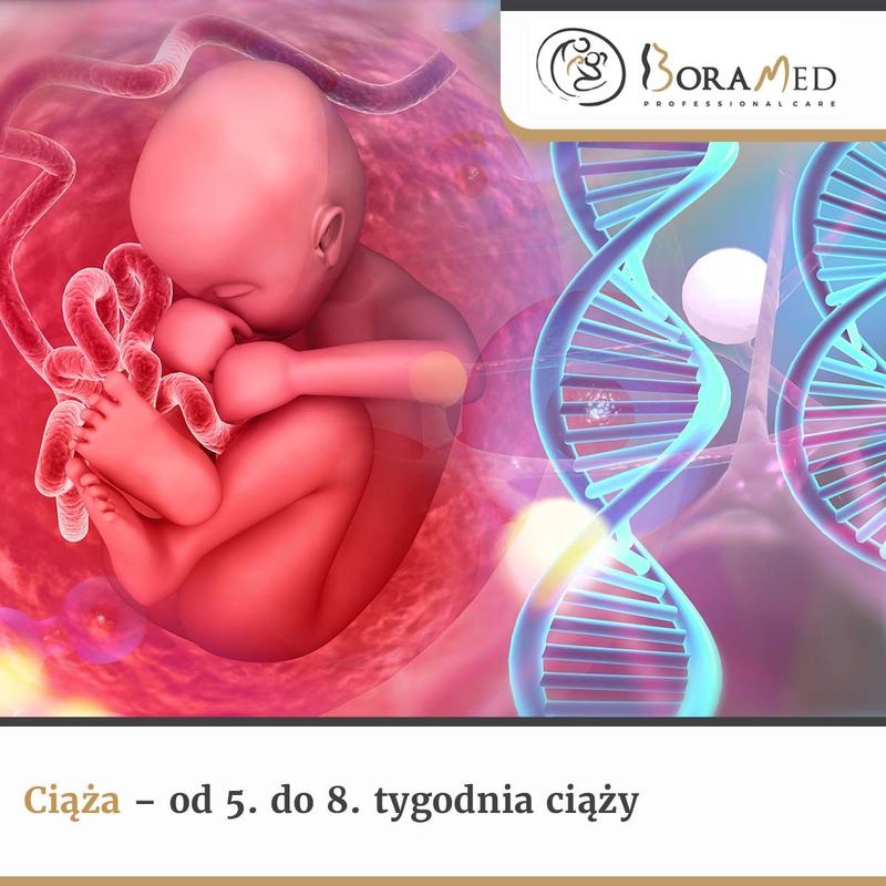 5 tydzień ciąży