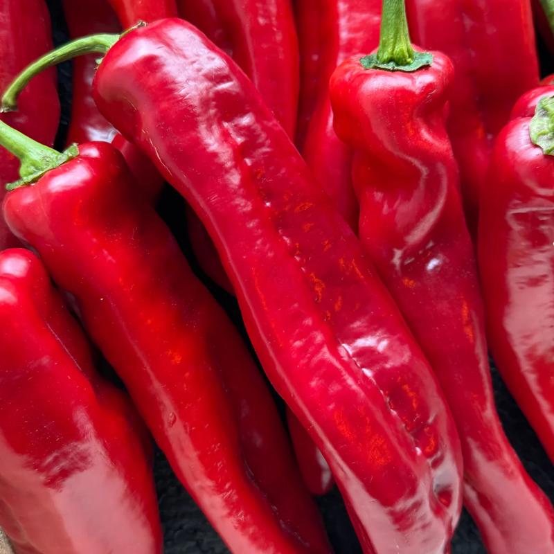 Alergia na paprykę u niemowląt