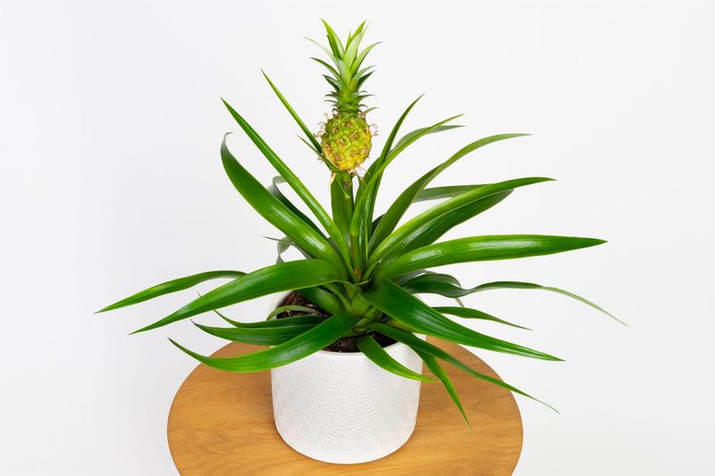 Ananas a karmienie piersią