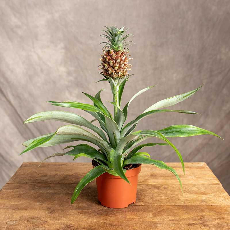 Bezpieczeństwo spożywania ananasa