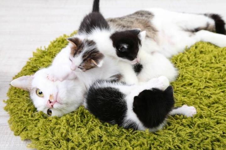 Narodziny kociąt i pierwsze tygodnie