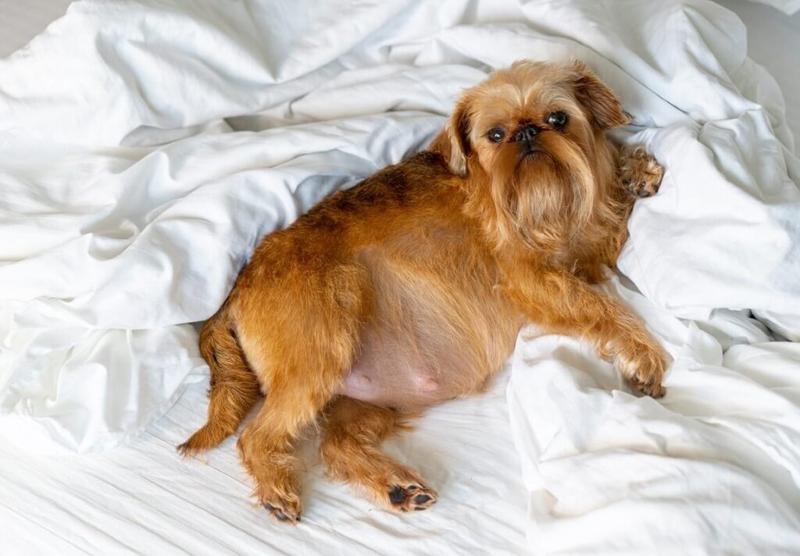 Objawy ciąży u suczki