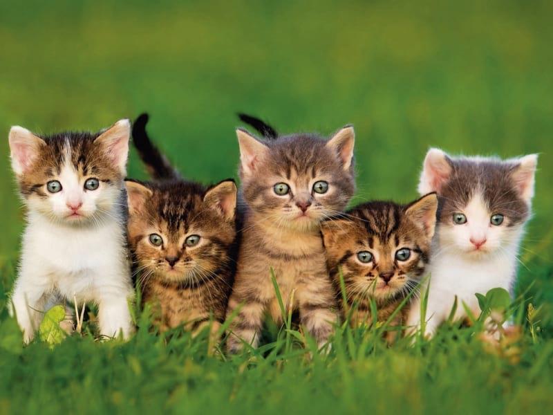 Opieka nad kociętami