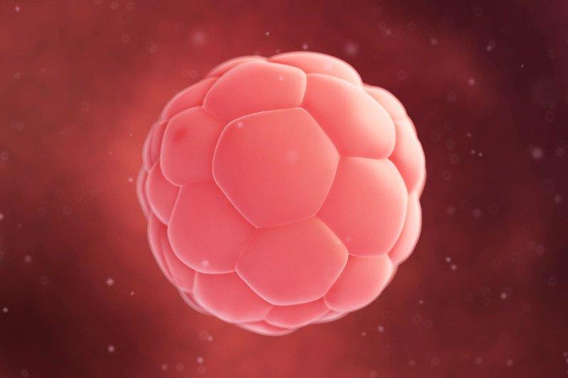 Rozwój zarodka w 3 tygodniu