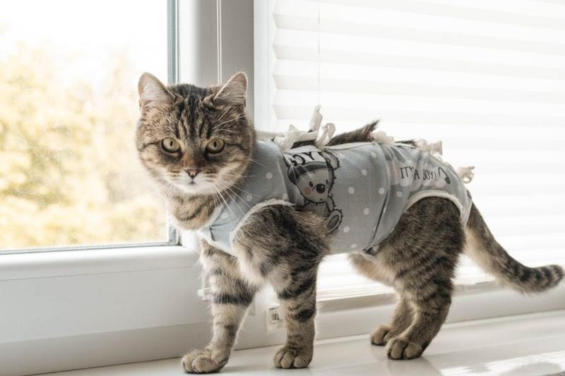 Sterylizacja kotki po porodzie