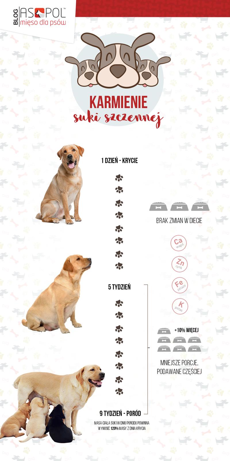 Zachowanie suczki w ciąży