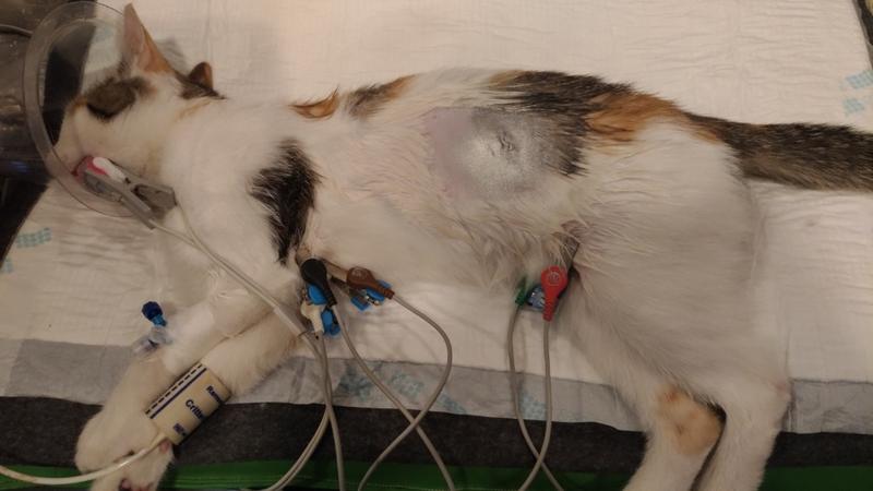 Zdrowie i dobrostan kotki