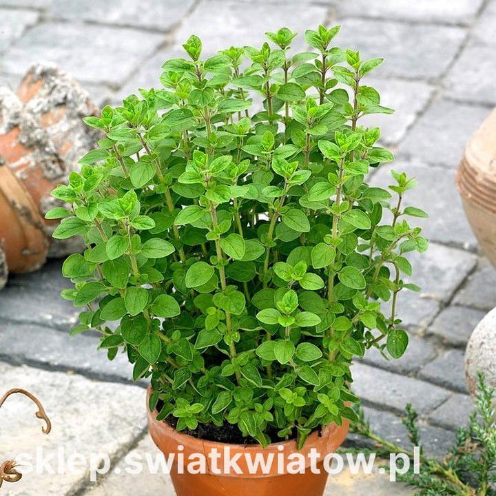 Zioła a karmienie piersią