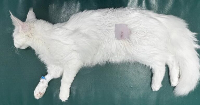 Kiedy sterylizacja kotki po porodzie jest najlepszym rozwiązaniem?