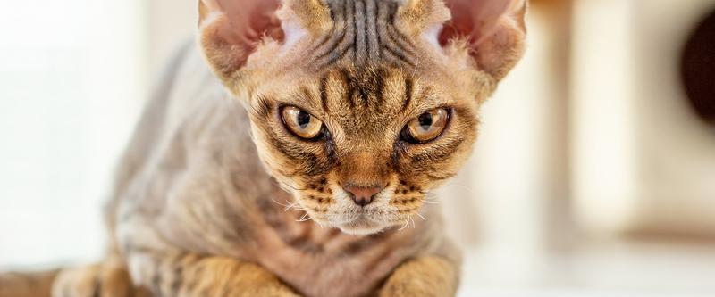 Częstotliwość karmienia kotki