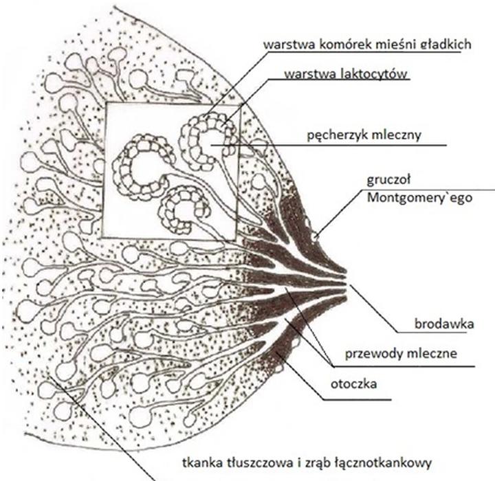 Długotrwała laktacja po porodzie