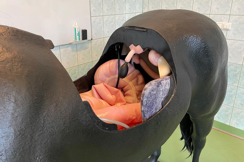 Etapy porodu u krów