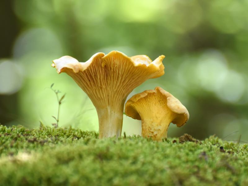 Kurki w diecie malucha