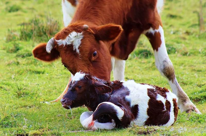 Poród krowy krok po kroku