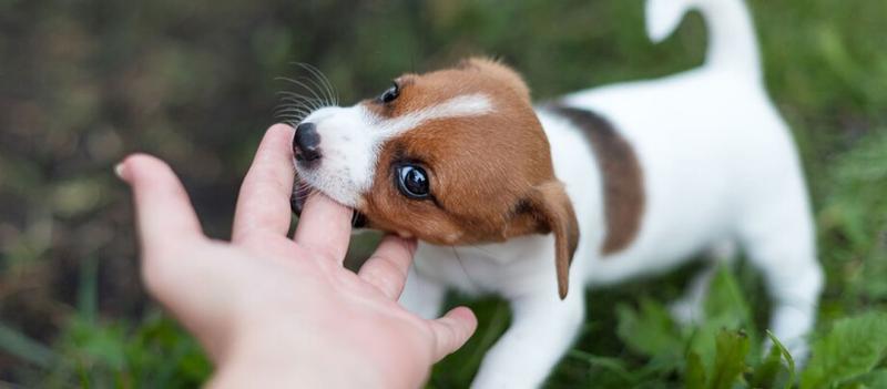 Przyczyny gryzienia u dzieci