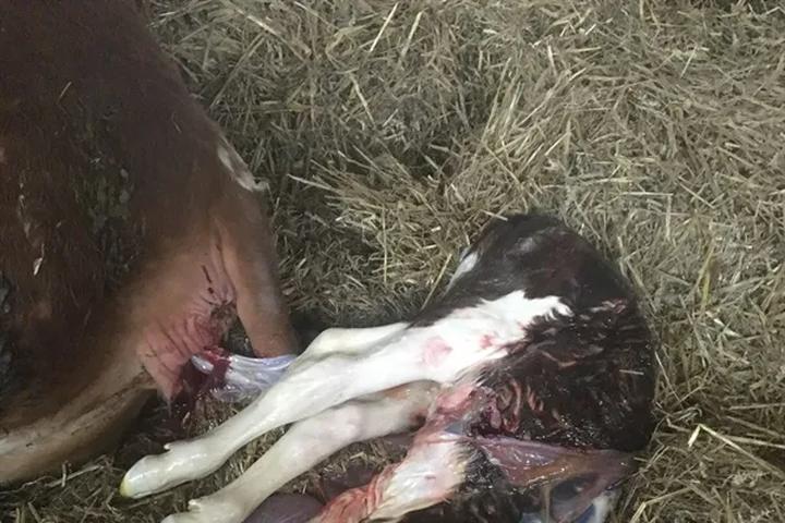 Przygotowanie do porodu krowy