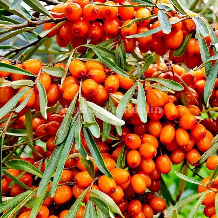 Rokitnik a odporność mamy i dziecka