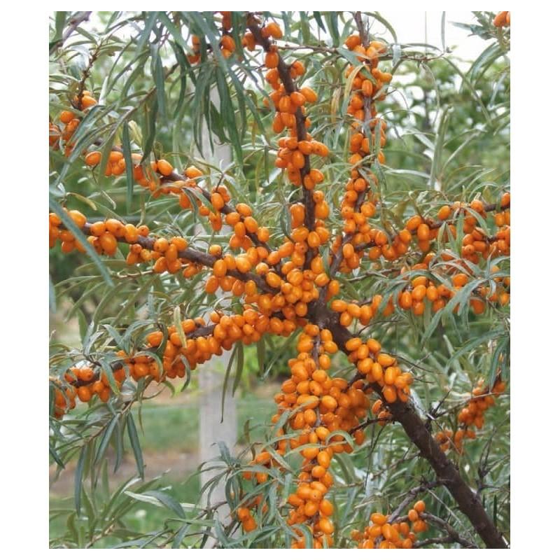 Składniki odżywcze rokitnika