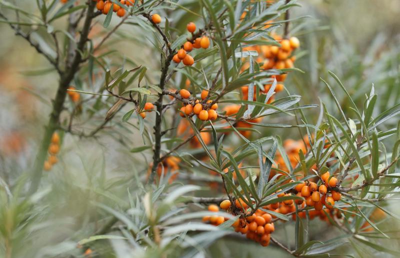 Właściwości rokitnika dla karmiących