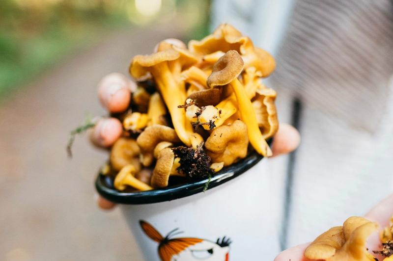 Wprowadzenie kurek do diety