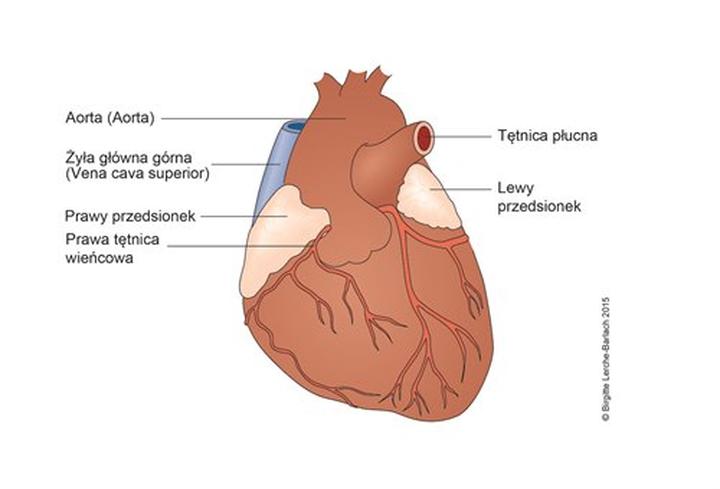 Wskazania do cewnikowania po porodzie