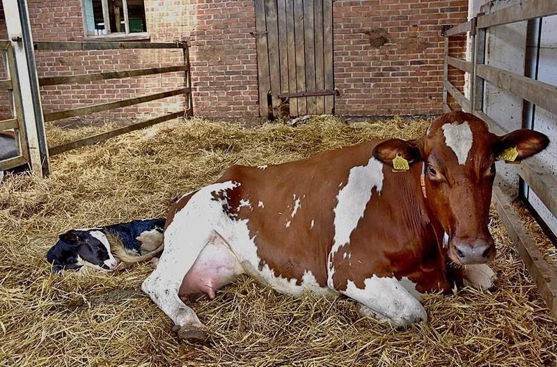 Jak przebiega poród krowy krok po kroku – praktyczny przewodnik dla hodowców