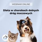 Jak zadbać o dietę kotki po porodzie: skuteczne porady żywieniowe