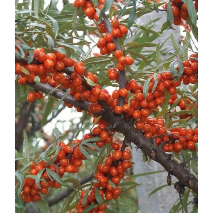 Rokitnik w diecie mam karmiących – odkryj jego dobroczynne właściwości