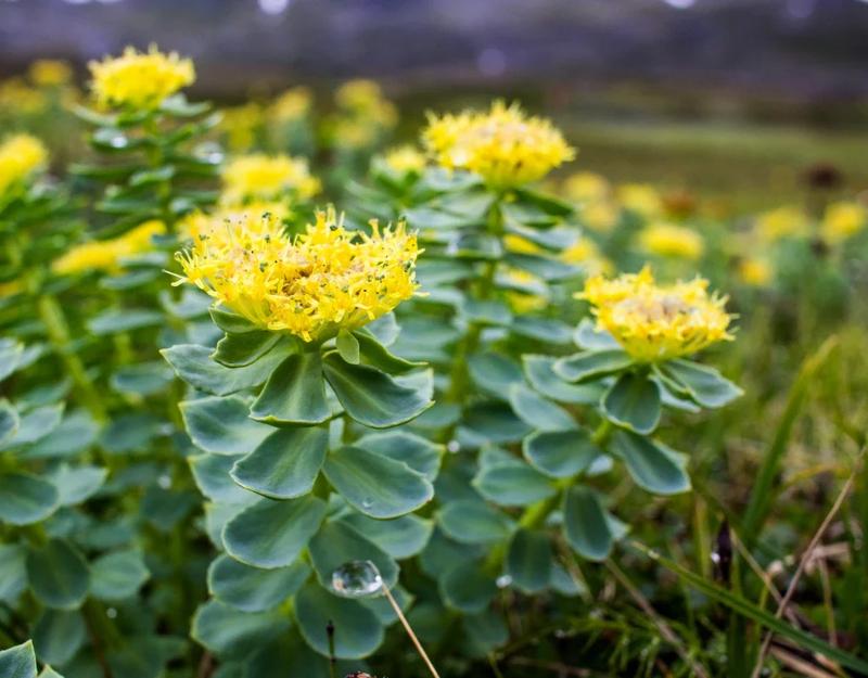 Różeniec górski - czy to bezpieczny wybór podczas karmienia piersią?
