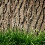 Właściwości lecznicze kory dębu, które pomogą po porodzie