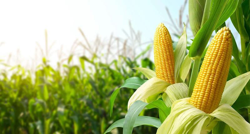 Alergie pokarmowe niemowląt