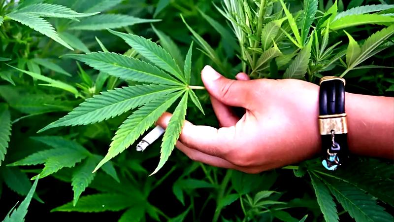 Bezpieczeństwo palenia marihuany