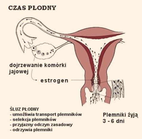 Dni płodne