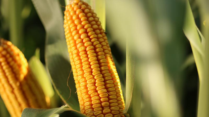 Kukurydza w diecie